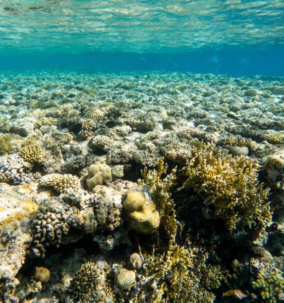 istock Coral reef under sea water. 2129501153