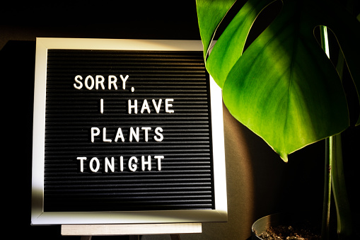 Caption saying SORRY I HAVE PLANTS plans TONIGHT Indoors garden healthy space biophilia design. Joke quote humor Monstera house plant with sunset lamp light. Creative minimalistic design
