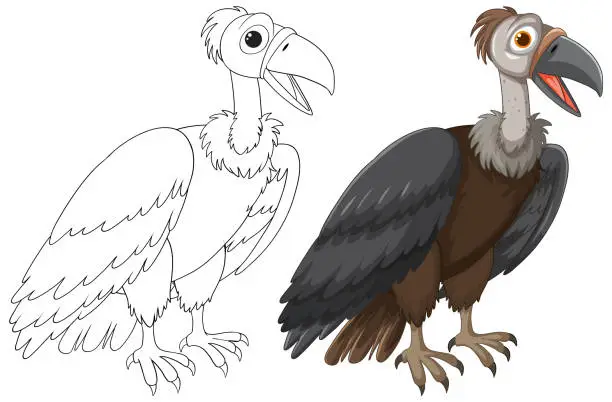 Vector illustration of Vector graphic of a vulture, illustrated in two stages.