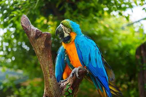 blue-and-yellow macaw (Ara ararauna), also known as the blue-and-gold macaw on a wood tree branch