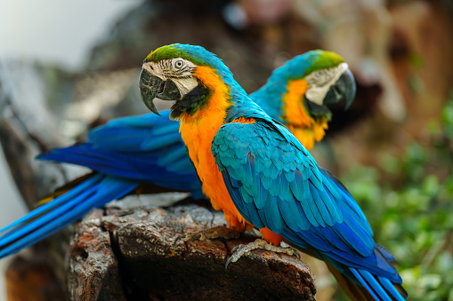 two blue-and-yellow macaw (Ara ararauna), also known as the blue-and-gold macaw on a wood tree branch