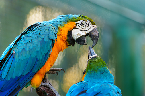 two blue-and-yellow macaw (Ara ararauna), also known as the blue-and-gold macaw kissing