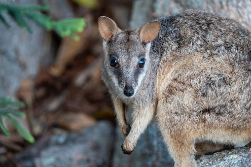 Close-up of rock wallaby in Magnetic Island, Australia