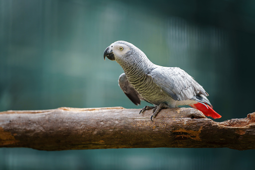 African grey parrot (Psittacus erithacus) on a wood tree branch. bird flaps its wings