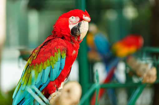 portrait of scarlet macaw (Ara macao), red parrot