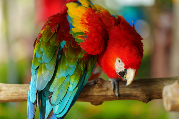 istock scarlet macaw (Ara macao), red parrot on wood tree branch 2129502123