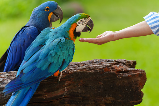woman feeding blue-and-yellow macaw (Ara ararauna) bird on hand