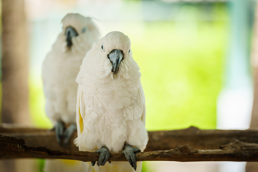 pair of Tanimbar Corella (Cacatua goffiniana) also known as the Goffin's cockatoo on a wood tree branch