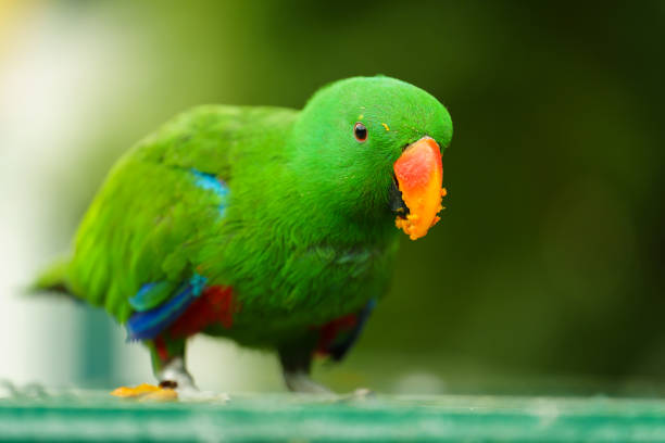 istock green eclectus parrot eating food 2129502151