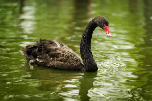 black swan swimming in a pond
