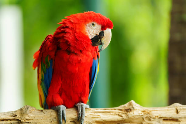 istock scarlet macaw (Ara macao), red parrot on wood tree branch 2129502173