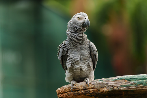 African grey parrot (Psittacus erithacus) on a wood tree branch
