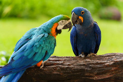hyacinth macaw parrot (anodorhynchus hyacinthinus) with blue-and-yellow macaw (Ara ararauna)