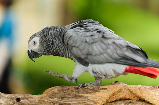 African grey parrot (Psittacus erithacus) walking on a wood tree branch