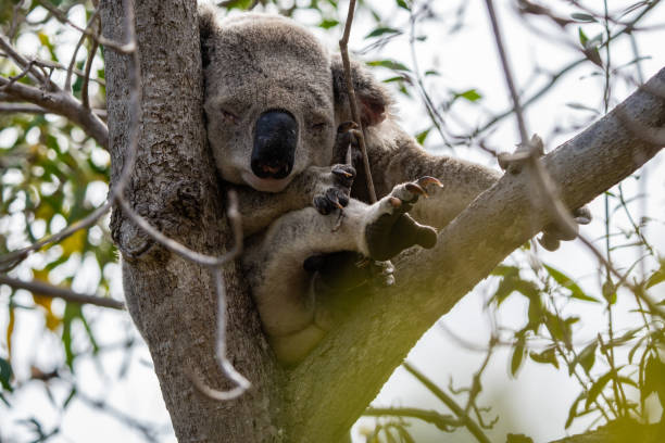 istock Wild koala on Magnetic Island, Queensland, Australia 2129502435