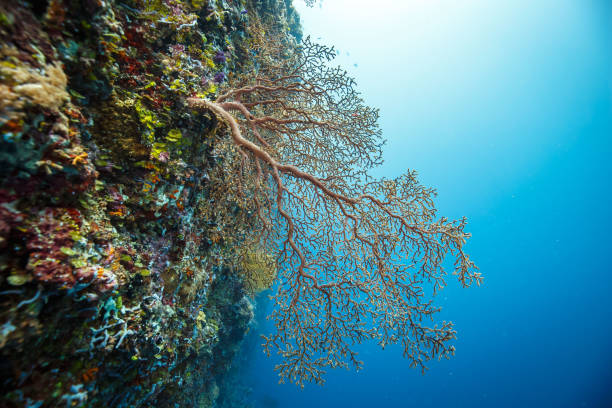 istock Vibrant blue underwater scene with corals 2129502457