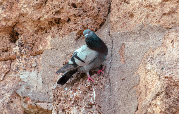 istock Portrait of a dove on a mountain cliff 2129502528