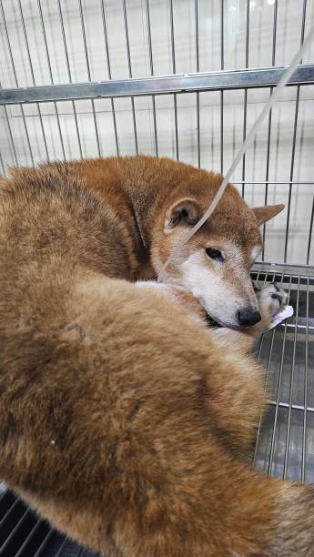 istock A dog with acute kidney failure is being given IV fluids. 2129510295