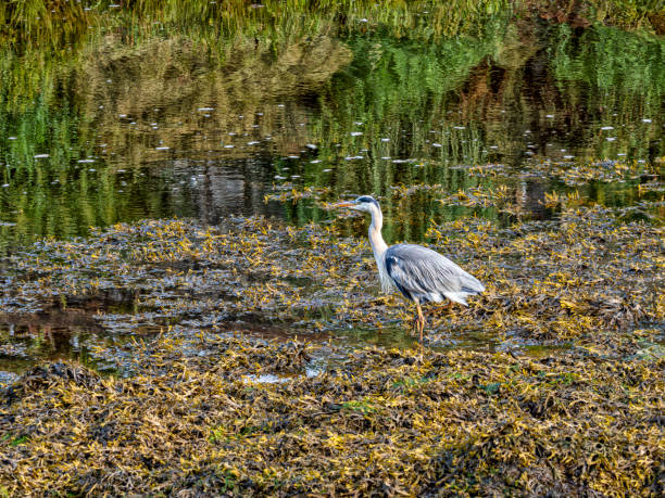 Blue heron bird standing in wetland area at Buncrana / Bun Cranncha, County Donegal, Ireland.