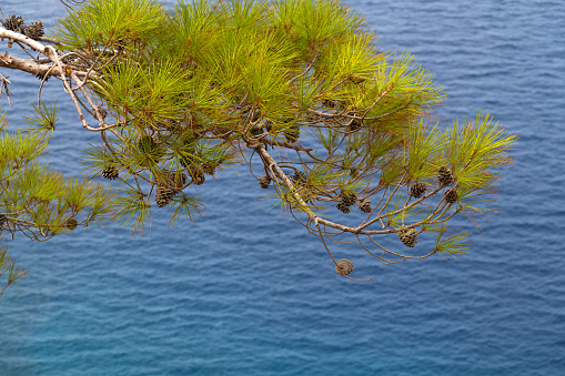 Close-up of a pine branch with cones over the blue sea, copy the space. Beautiful nature background