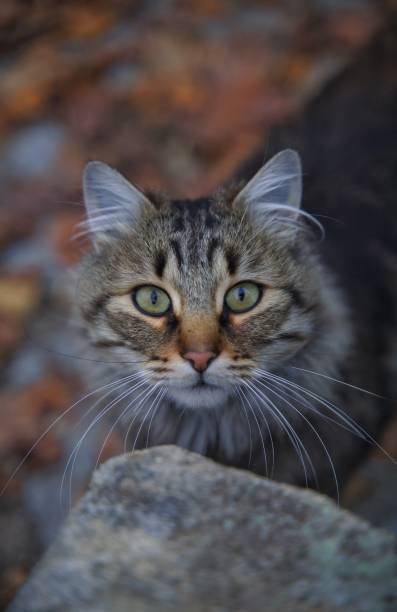cat in the mountain