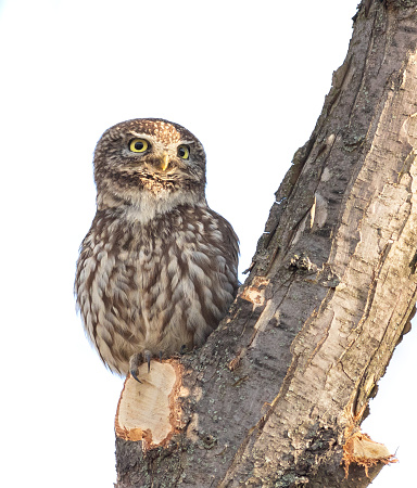 Little owl, Athene noctua. An adult bird sits in a tree. White background, cut out, isolated