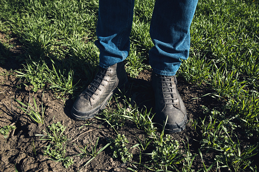 Farmer standing in wheat grass field, closeup of boots in cereal crop seedling plantation, selective focus