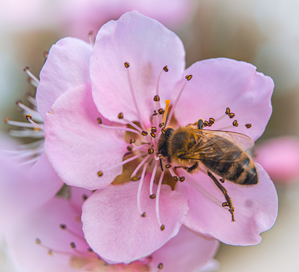 bee pollinating flowers in early spring on a sunny beautiful day, pink flowers, leaves, trees in macro scale