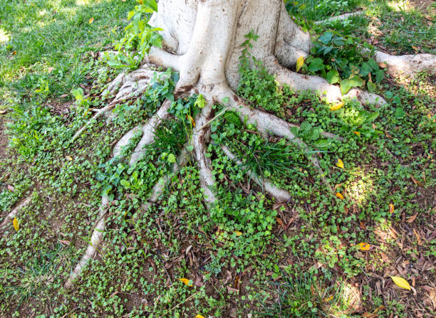 Large roots on the ground near a tree in nature.