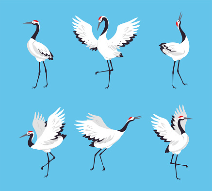 Red Crowned Crane as Long-legged and Long-necked Bird in Different Pose Vector Set. Manchurian Crane or Japanese with White Plumage and Black Tail Concept