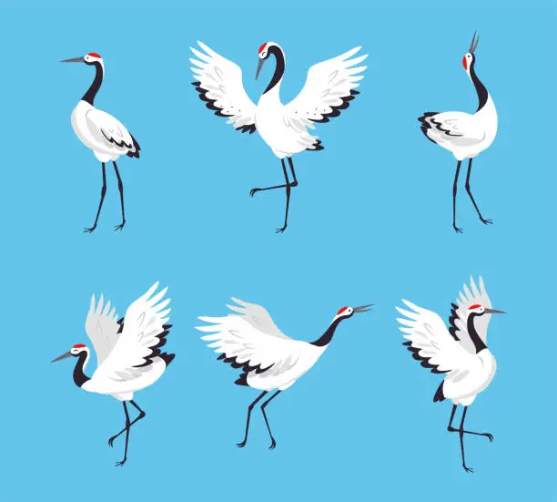 Vector illustration of Red Crowned Crane as Long-legged and Long-necked Bird in Different Pose Vector Set