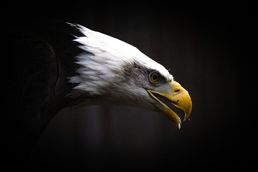Portrait of an American male Bald Eagle on dark background