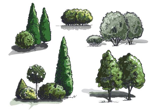 groups of plants sketch in color vector Groups of trees sketch in color. Collection of hand drawings. isolated on white background vector. landscape design stock illustrations