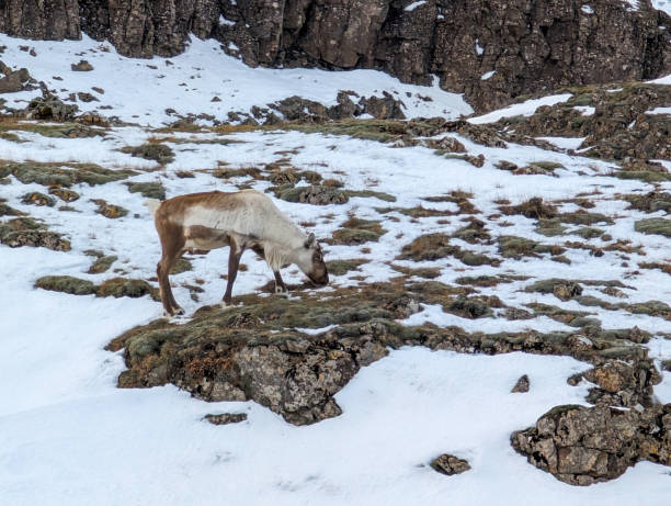 One reindeer in the mountain in Iceland on a cold winter morning
