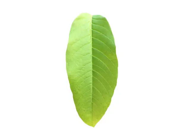Queen Crepe Myrtle leaf isolated on white background with clipping paths.
