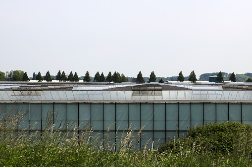 Greenhouses with open windows for more fresh air in Bleiswijk Lansingerland in the Netherlands