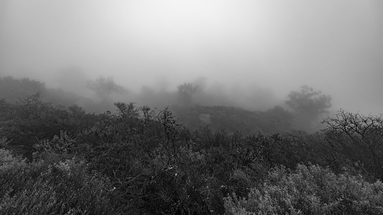 A hillside covered in fog