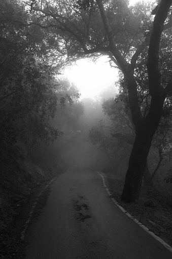 A black and white photo of a forested mountain road with fog ahead