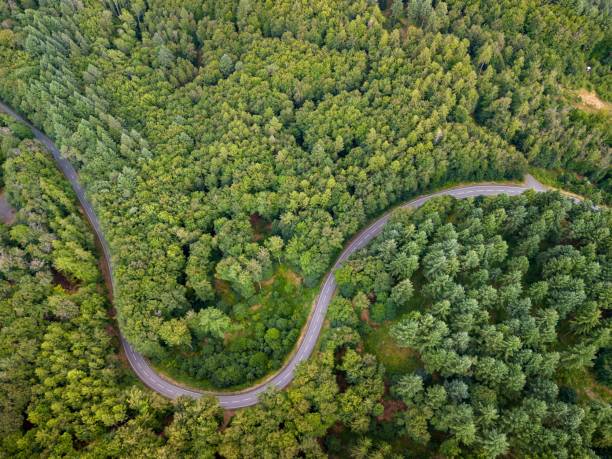 istock a curved road winding through the woods with an arrow shape in it 2129653254