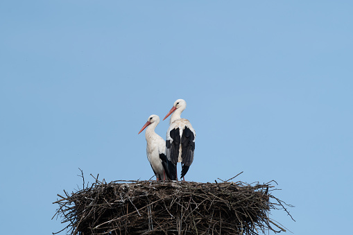 Two white birds perched on a nest on a pole