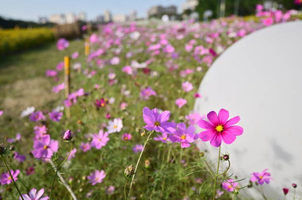 A sea of pink Persian chrysanthemums blooms in spring, presenting a beautiful and warm sight. The pink flowers shine in the sun, swaying gently in the breeze, and emitting a delicate fragrance.