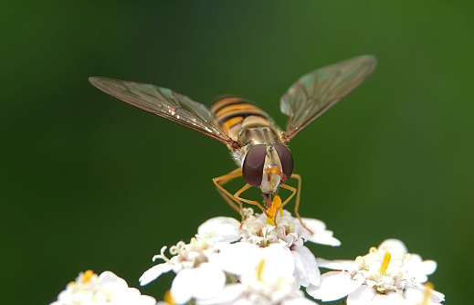 Hoverfly in summertime,Eifel,Germany.\nPlease see more than 1000 insects pictures of my Portfolio.\nThank you!