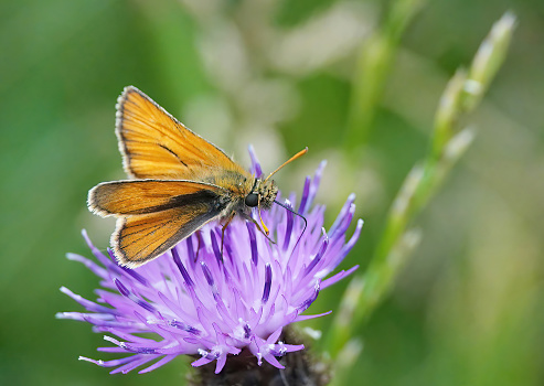 A small skipper butterfly feeding on a pink thistle in the wild.