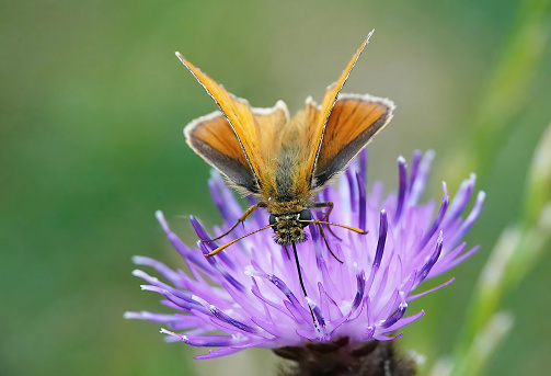 A small skipper butterfly on a thistle in the wild.