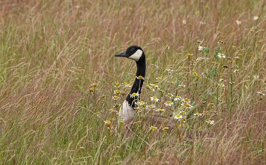 A Canada goose standing in the grass of a meadow.