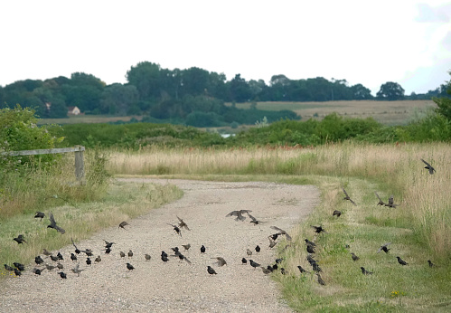 A flock of starlings in the wild.