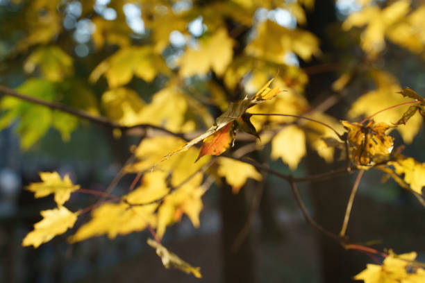 Parco Sempione, public park in Milan at fall
