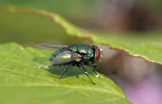 A green bottle fly in closeup on a leaf in the wild.