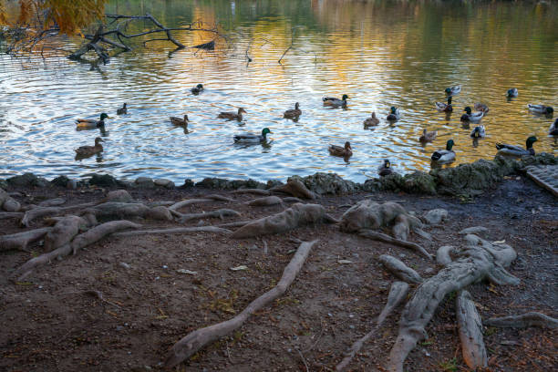 istock Parco Sempione, public park in Milan at fall 2129678444