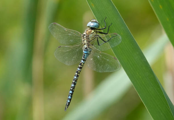 une libellule fauconeuse migratrice du sud, aeshna affinis, perchée sur la végétation sur un fond flou dans la réserve naturelle de canvey wick, dans l’essex, en angleterre. non - île de canvey photos et images de collection